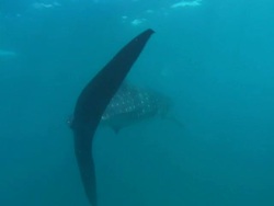 Whale shark, camera follow, Mozambique  Stock Footage