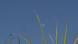 Sugar cane needles and Moon in Harmony Saccharum Stock Footage