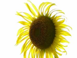 Sunflower Stock Footage