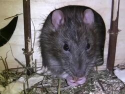 HD: rat feeding Stock Footage