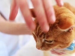 Kitty cat toothbrushing Stock Footage