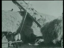 Making a haystack, an elevator carries the hay to the top, The Chilterns, Buckinghamshire, UK  1939 Stock Footage