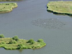   AERIAL MS Group of ducks swimming in river  / Niebuell, Schleswig-Holstein, Germany Stock Footage