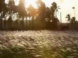 WS Palm trees in field at sunset, backlit Stock Footage