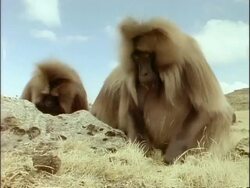 MCU low angle, Gelada baboons foraging and eating in grass, Ethiopia, Africa Stock Footage