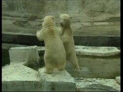 Machine used to keep polar bear cool in zoo News Clip