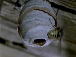 CU Low angle, Queen Common Wasp emerging from nest on shed roof, UK Stock Footage