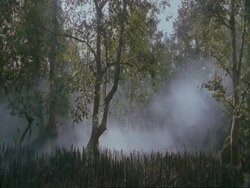 WA Mist moving through mangrove swamp, Sunderbans, India Stock Footage
