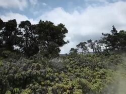 MS PAN Shot of steam rising from steam vents blowing over ferns, trees and bushes with Kilauea Caldera in distance at Volcanoes National Park / Volcano, Hawall, Big Island, United States Stock Footage