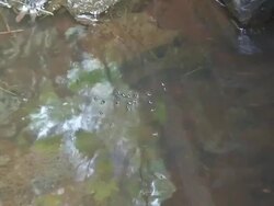 Gyrinids on water surface Stock Footage