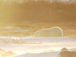 WS PAN Walking through snowy icy landscape at sunset time / Churchill, Manitoba, Canada Stock Footage