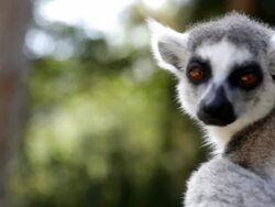 Lemurs Stock Footage
