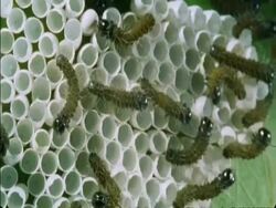 Hatched Caterpillars crawling around egg shells and leaf, Botswana, Africa Stock Footage