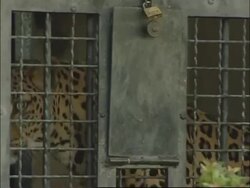 Prince hands over leopards to be released in SAfrica reserve News Clip