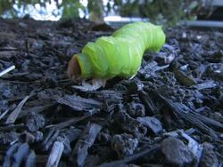 Caterpillar 8 Stock Footage