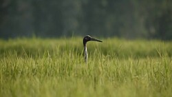 Sarus Crane(Grus antigone) Stock Footage