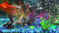 Goldfish in Home Aquarium Fish Tank Stock Footage