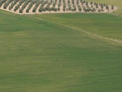 aerial view of green fields, olive groves and rolling hills Stock Footage