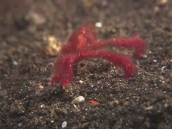 Orang-utan Crab, moves, macro, Indonesia  Stock Footage