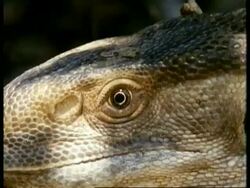 CU side view of Monitor Lizard, of face with mouth, nostril and eye, Kenya Stock Footage