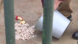 Rescued polar bear cared for at Moscow Zoo News Clip