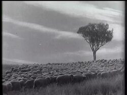 Australia - Sheep are shorn at Xmas time. News Clip