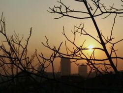 WS RF View of Cityscape with sun through branches / Istanbul, Turkey Stock Footage