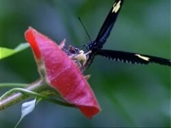 Butterfly, CU black/cream butterfly feeds on red flower, flaps wings, flies off, Panama, Central America Stock Footage
