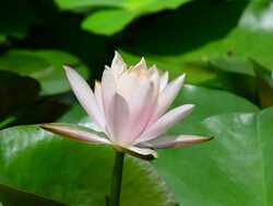 Pink Lotus Stock Footage