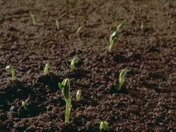 T/L, CU, Broad bean seedlings sprouting in field, United Kingdom Stock Footage