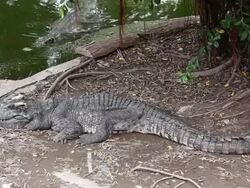 Crocodile Stock Footage