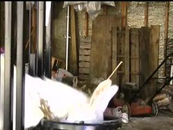 Carolyn Ioder is all about urban agriculture, keeping bees and raising goats and chickens within the city limits of Chicago. She is interested in green living and locally produced food. News Clip