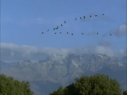 European Cranes (Grus grus) in flight, pull out to reveal mountains, north-east Extremadura in Dehesa, Spain Stock Footage