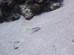 Coral And Fish Stock Footage