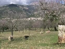 WS Sheep grazing on grass / Mallorca, Balearic Islands, Spain Stock Footage