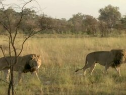 MS TS Shot of lions walking through various vegetation / Okavango Delta, North-West District, Botswana Stock Footage