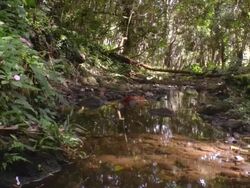 MS Shot of tree and water / Hawaii, United States Stock Footage