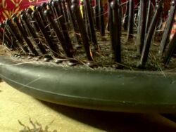 PAN TD Pill Woodlouse getting onto its feet Stock Footage