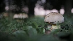 Picking Mushroom Stock Footage