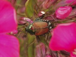 Beetle Feeding Time Stock Footage