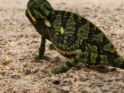 Juvenile Flap necked Chameleon Stock Footage