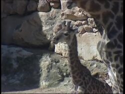 Zoo puts giraffes on birth control News Clip