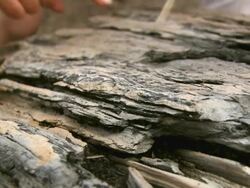 HD: Paleontology Stock Footage