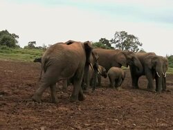 MS PAN Shot of African elephant (loxodonta) family eating salt from muddy ground / Abarder, Kenya Stock Footage