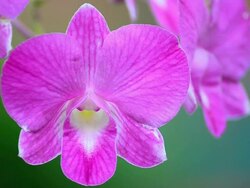 Purple orchids Stock Footage