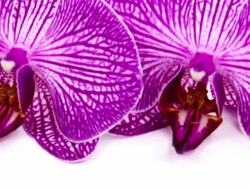 Orchid over white background Stock Footage