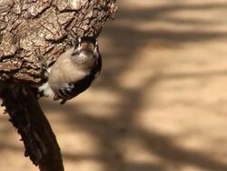 Oklahoma Woodpecker Stock Footage