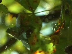 Horse chestnut in case falls, water drops fall from leaves Stock Footage