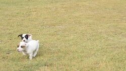 jack russel puppy dog running across grass feild Stock Footage