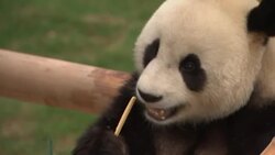 Zookeeper, official, comment on panda pair Instructional Video